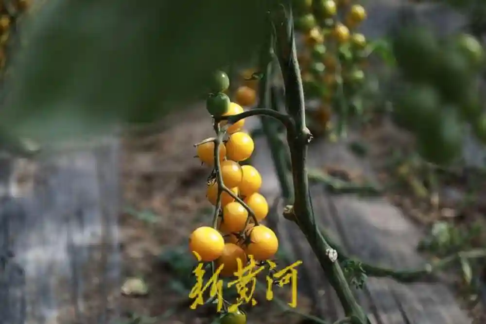 海拔4000米之上的“果蔬之乡”| 援藏30·鲁藏同行