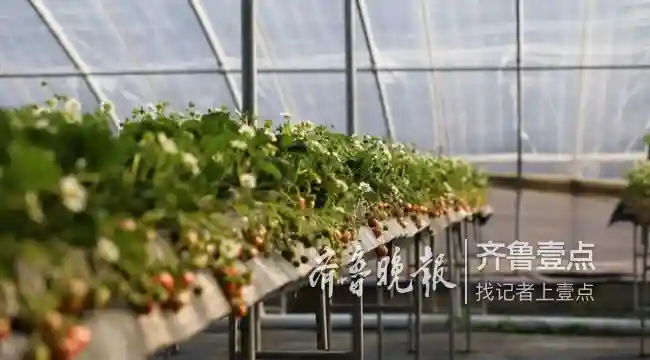 “莓”好临沂，29.8万亩草莓等您采摘