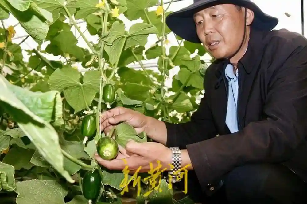 海拔4000米之上的“果蔬之乡”| 援藏30·鲁藏同行