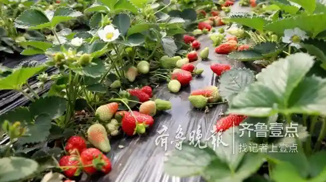 “莓”好临沂，29.8万亩草莓等您采摘