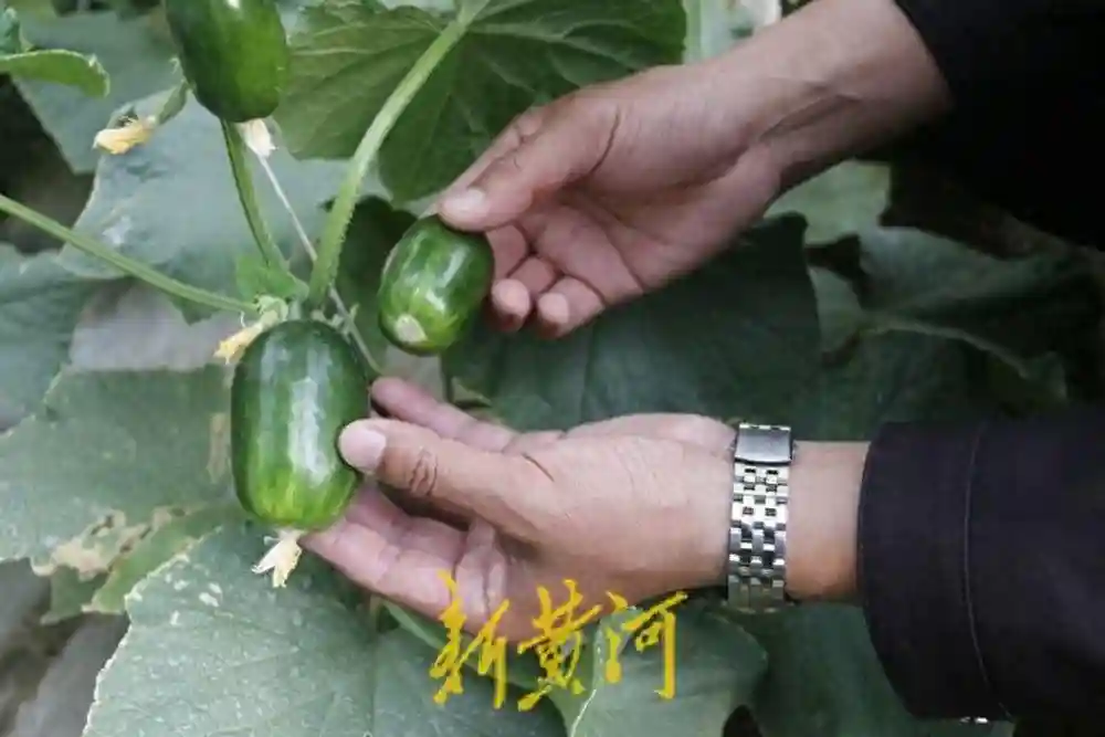 海拔4000米之上的“果蔬之乡”| 援藏30·鲁藏同行