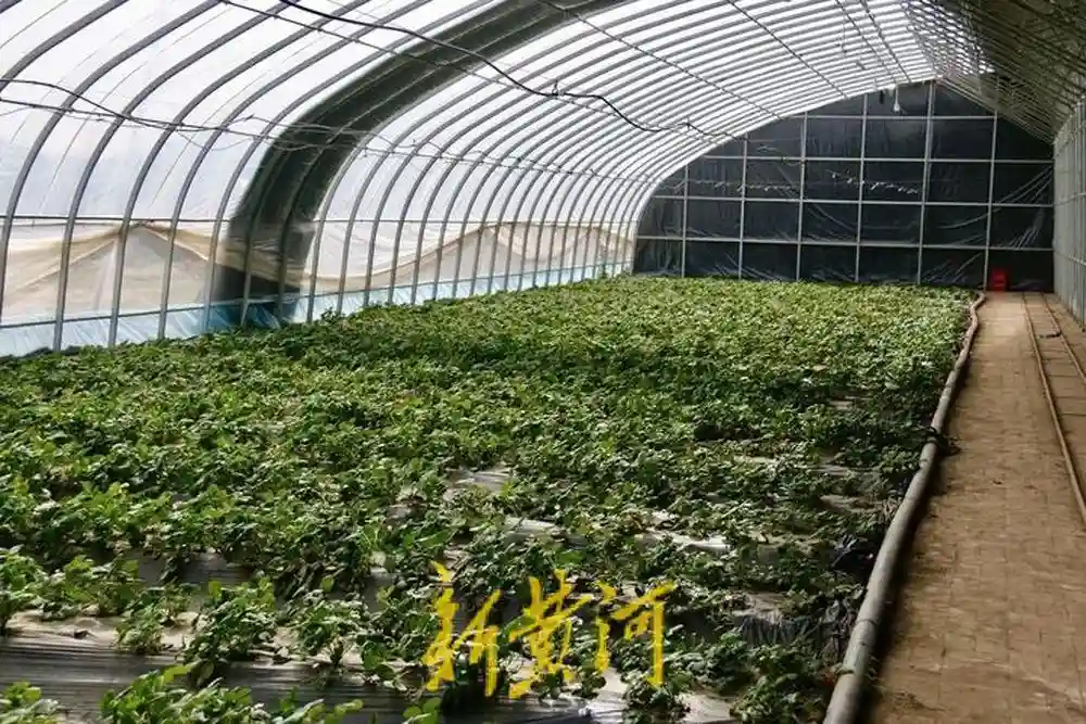 海拔4000米之上的“果蔬之乡”| 援藏30·鲁藏同行