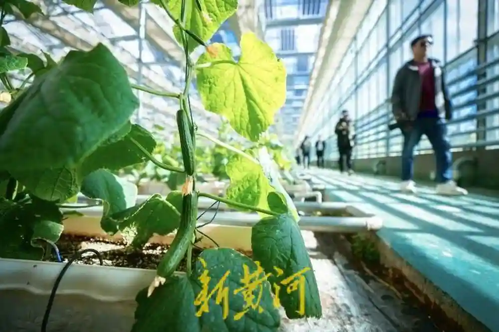 海拔4000米之上的“果蔬之乡”| 援藏30·鲁藏同行