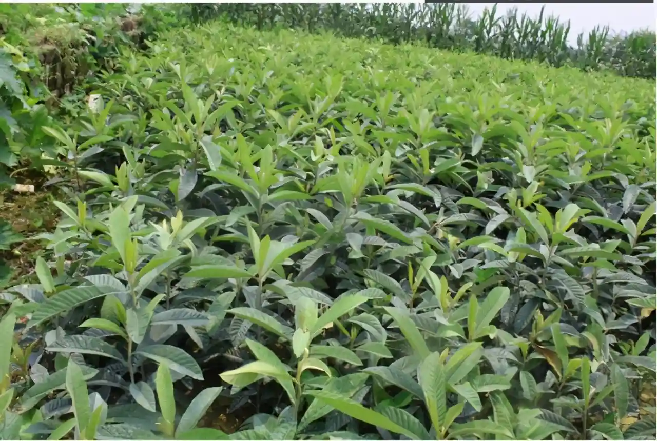 四川哪里有枇杷苗批发，成都最好的枇杷苗，凉山枇杷