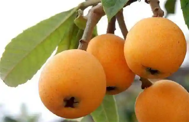 四川哪里有枇杷苗批发，成都最好的枇杷苗，凉山枇杷