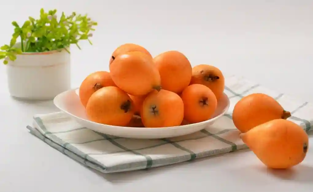 四川哪里有枇杷苗批发，成都最好的枇杷苗，凉山枇杷