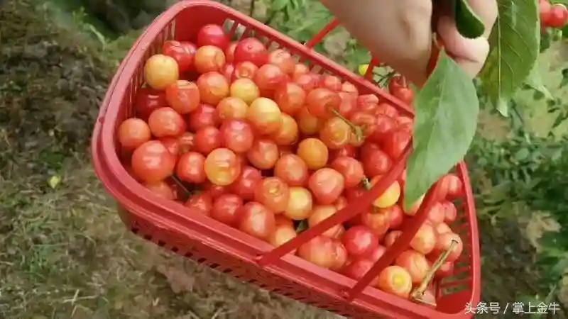 成都周边樱桃全攻略！