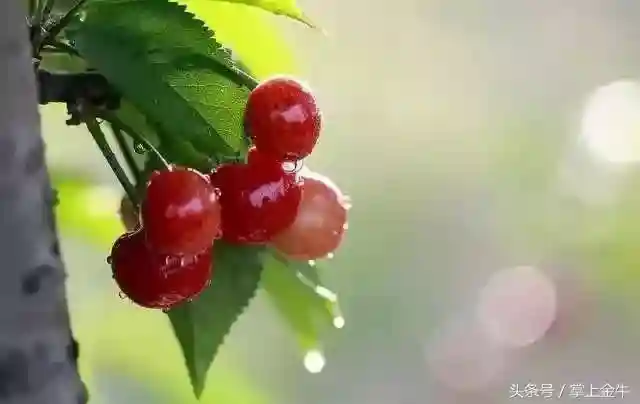 成都周边樱桃全攻略！