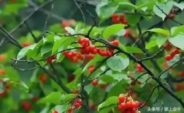 成都周边樱桃全攻略！