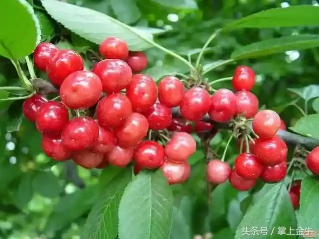 成都周边樱桃全攻略！